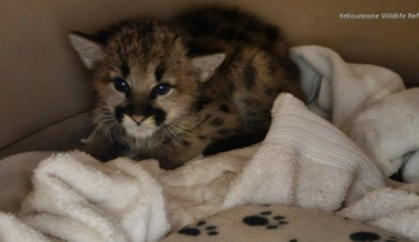 Yellowstone Wildlife Sanctuary raising funds to keep mountain lion kitten