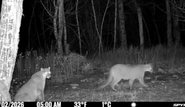 Mountain lion sightings in Red Lodge put residents on alert