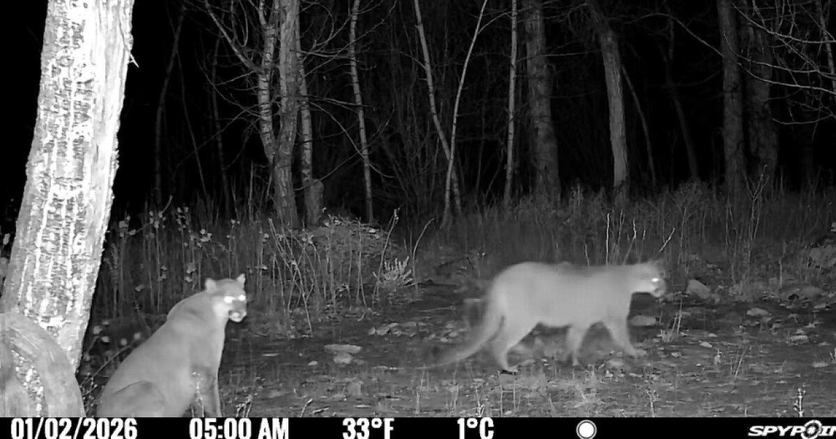 Mountain lion sightings in Red Lodge put residents on alert