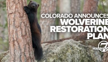 Colorado's new Wolverine Restoration Plan is first of its kind in the world