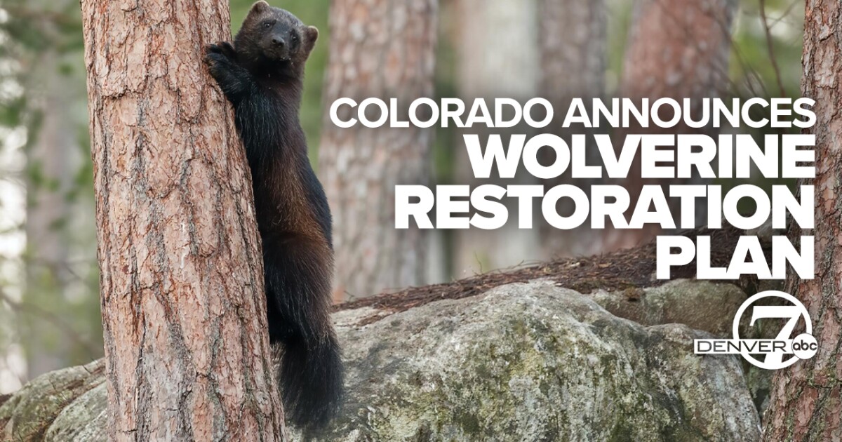 Colorado's new Wolverine Restoration Plan is first of its kind in the world