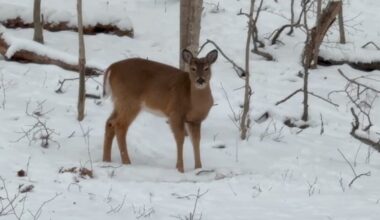 Deer culling sparks heated debate in Metro Detroit suburbs