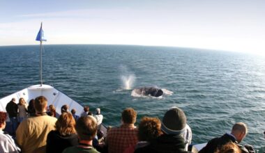 San Diego Whale & Dolphin Watching Adventure