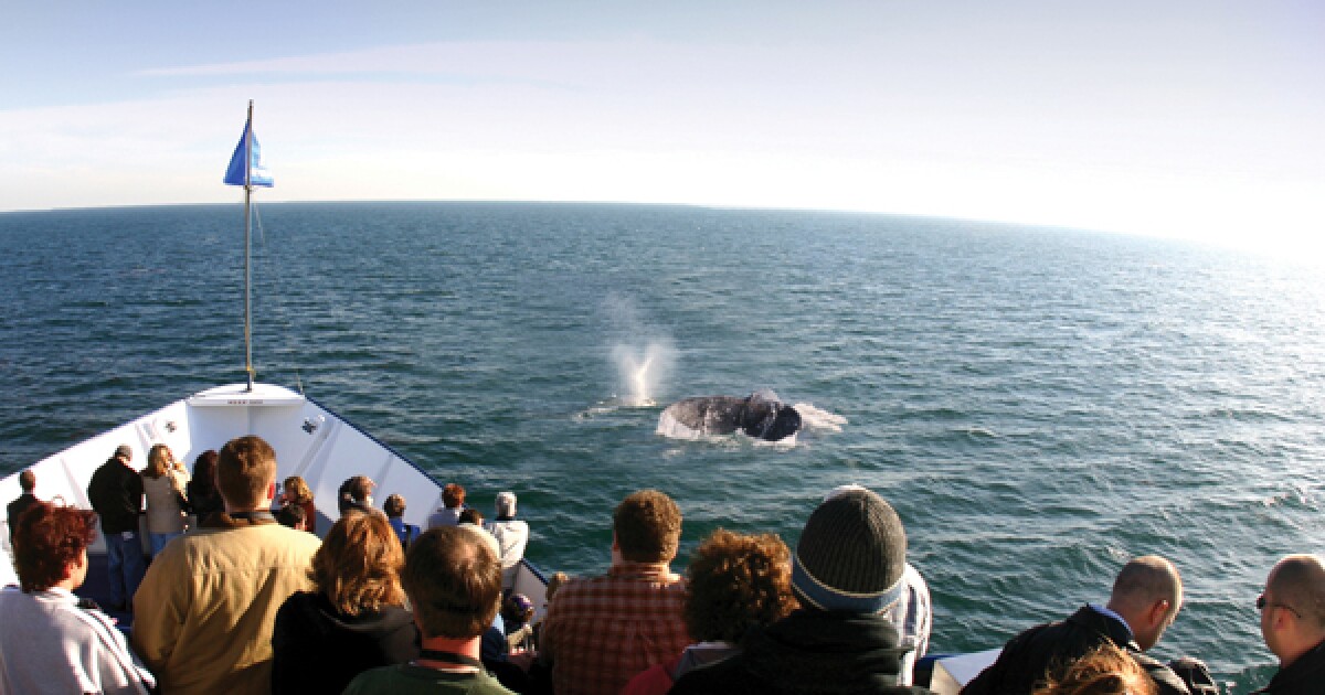 San Diego Whale & Dolphin Watching Adventure