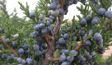 Can’t breathe? It’s peak cedar fever season in Tarrant. Here’s what to know