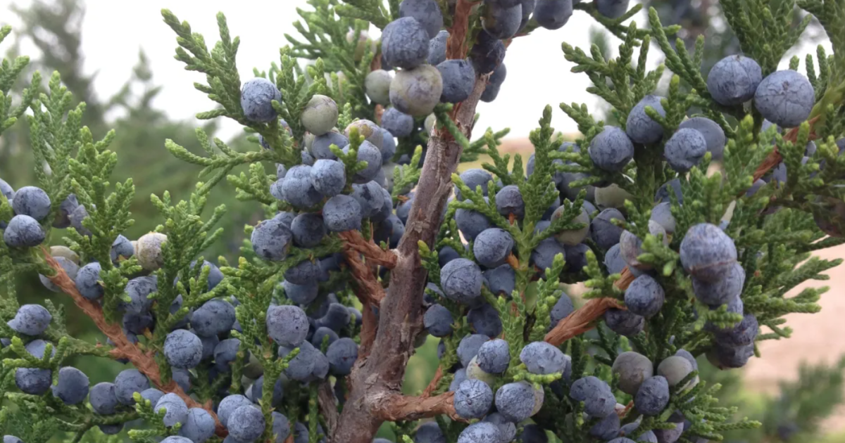 Can’t breathe? It’s peak cedar fever season in Tarrant. Here’s what to know