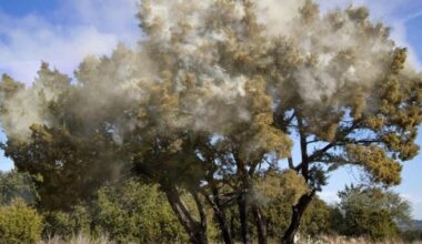 Near record heat on Tuesday for San Antonio, cedar pollen counts soar
