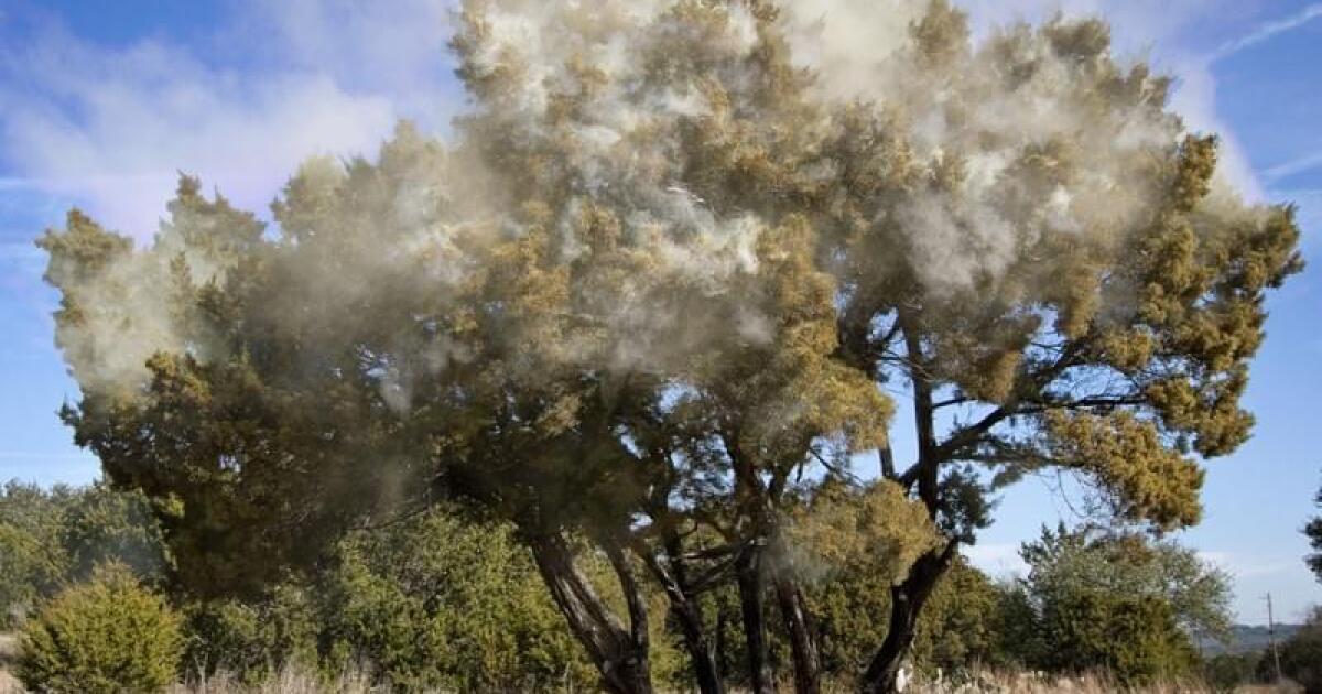Near record heat on Tuesday for San Antonio, cedar pollen counts soar