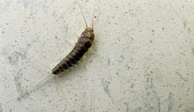 San Antonio's warm winter is literally a bug's life