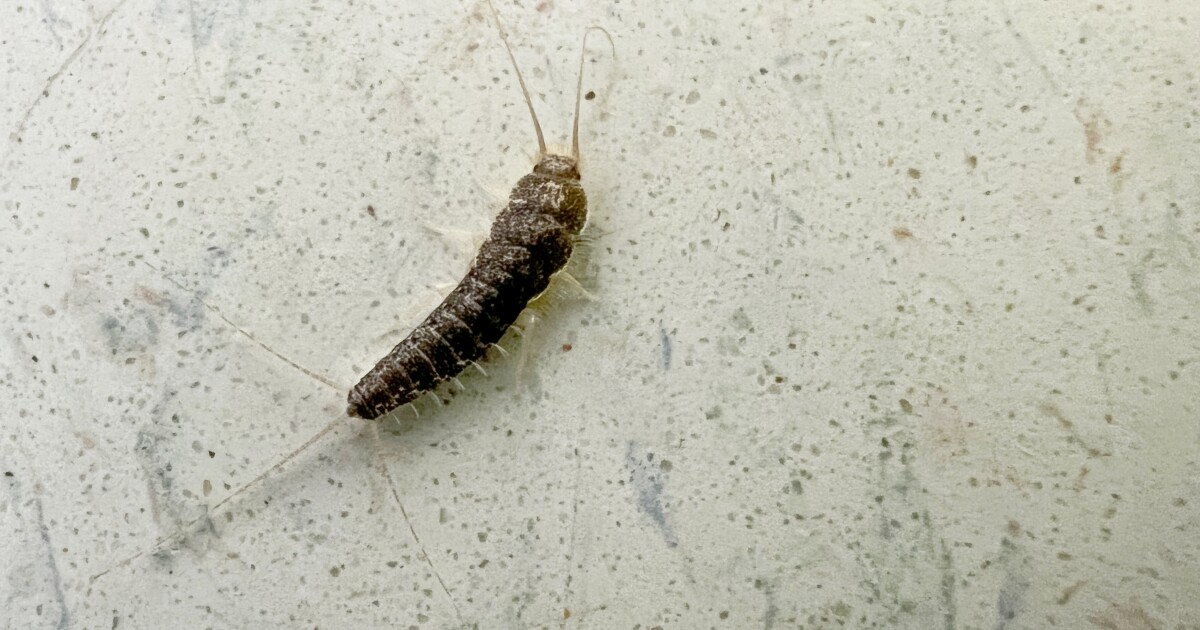 San Antonio's warm winter is literally a bug's life