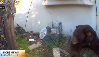 Bye bye Barry: Large black bear finally leaves Altadena home