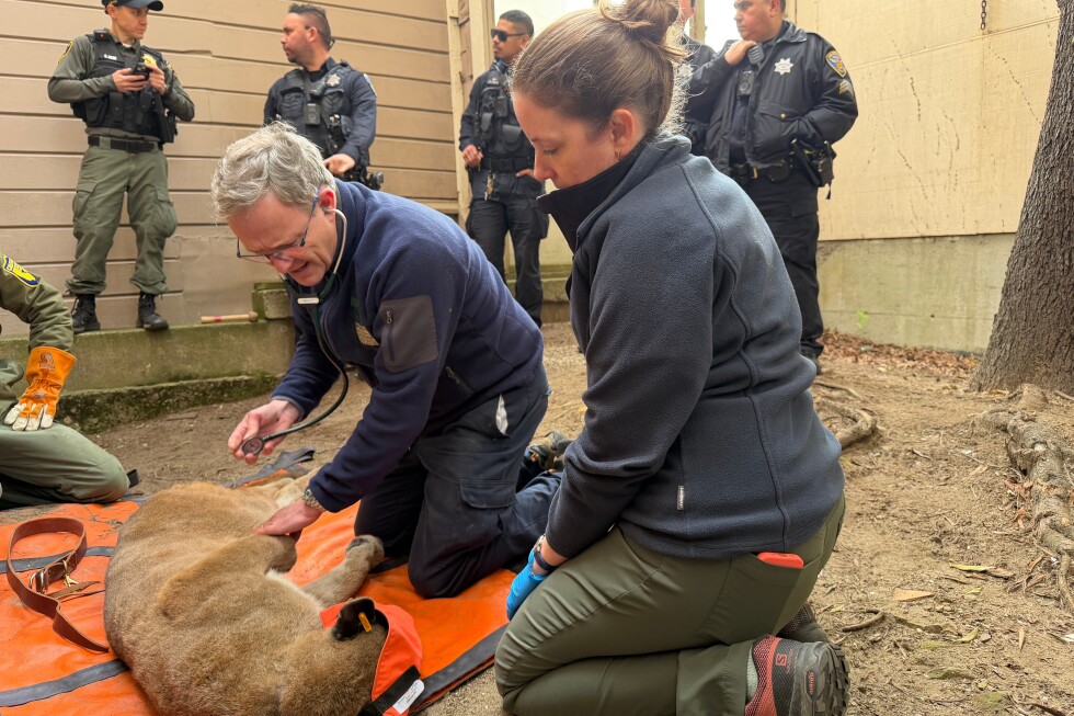 Mountain lion roams San Francisco streets before being captured