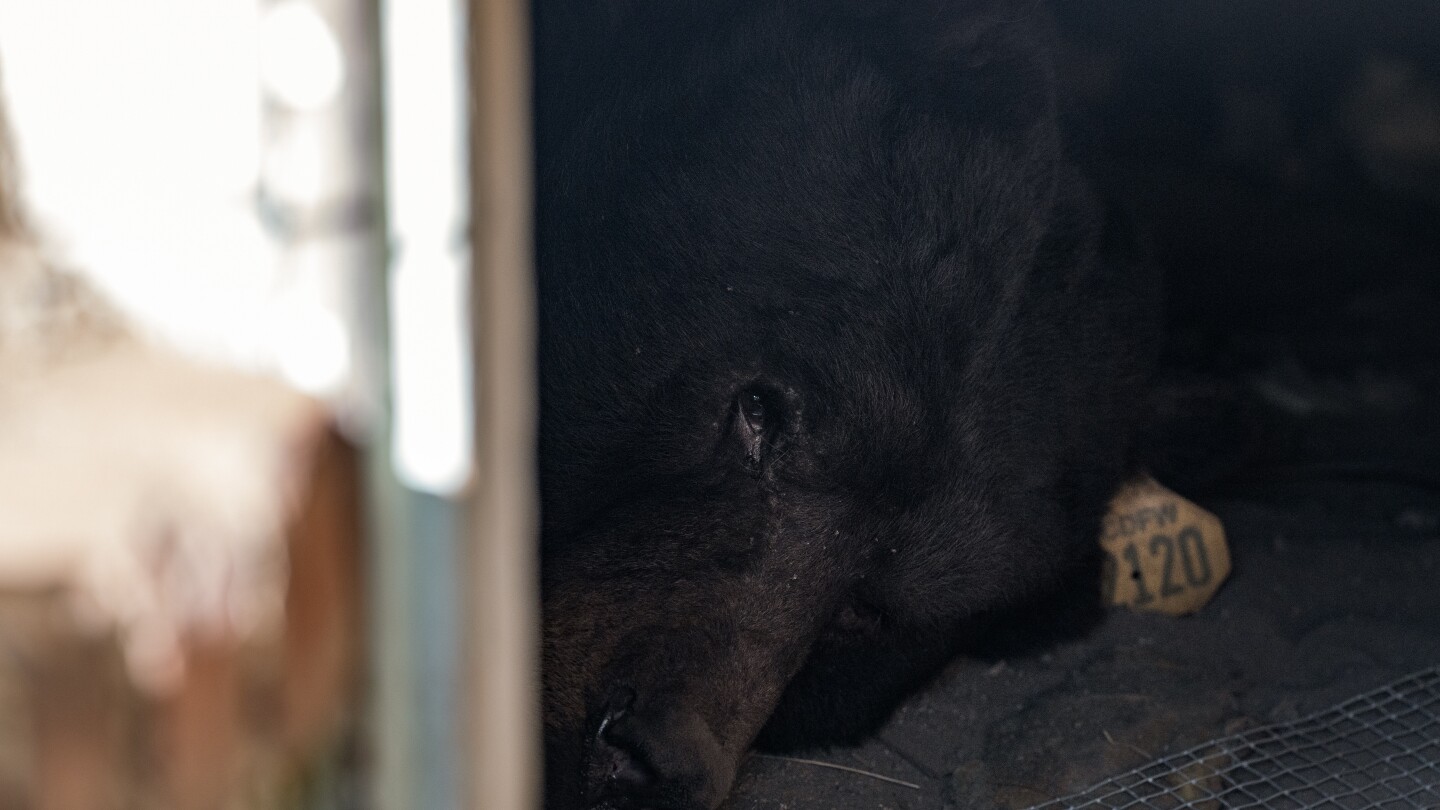 Huge black bear evicted from crawl space under Los Angeles home