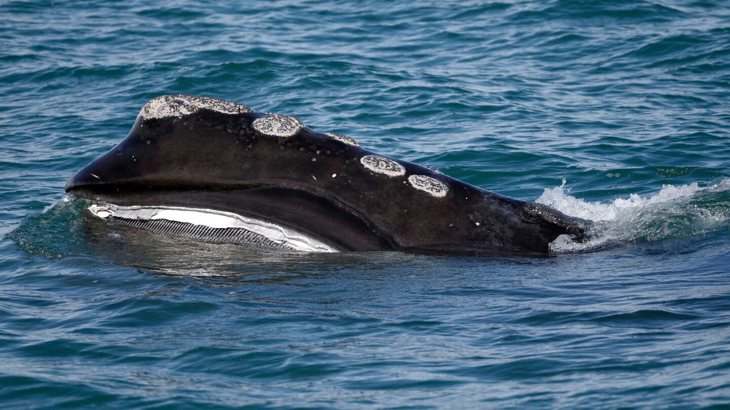 Rare whale species sees more babies, yet extinction fears persist