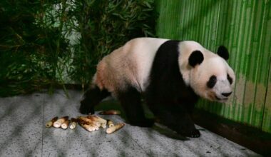 Japan's last pair of pandas have arrived back in China