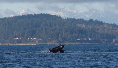 Orca whales put on a show with breaches and tail slapping off Seattle