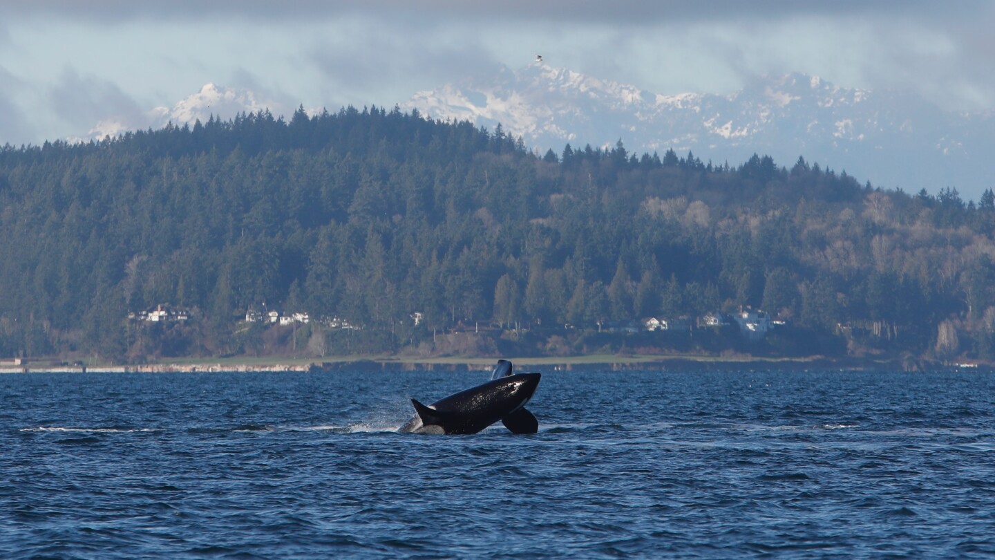 Orca whales put on a show with breaches and tail slapping off Seattle