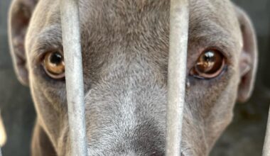 The shelter said the pit bull was sweet. He mauled his new owner