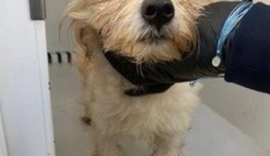 Trashed Gardena puppy is finding a new home with its rescuer