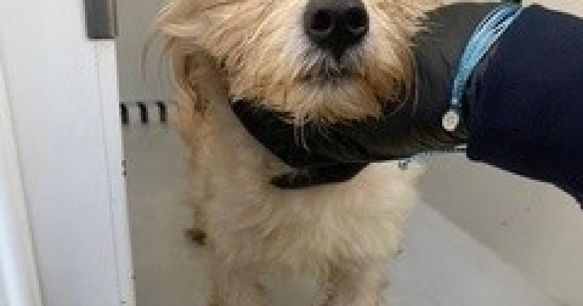 Trashed Gardena puppy is finding a new home with its rescuer