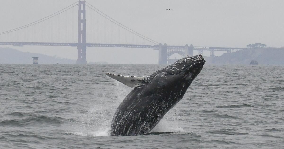 The best places in California to go whale watching