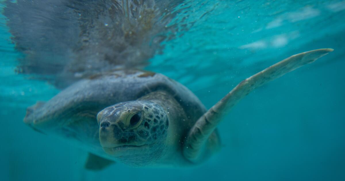 Long Beach aquarium doubles capacity to care for hurt sea turtles, like 'Porkchop'