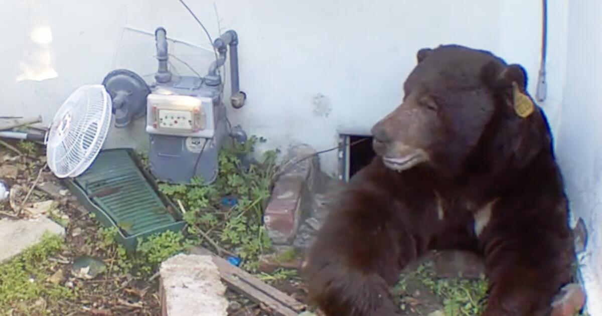 Latest Altadena bear squatter is gone — for now. Why it won't be the last