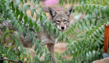 Expect to see more coyotes in your neighborhood. Here's why