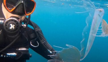 California diver documents close encounter with deep-sea fish