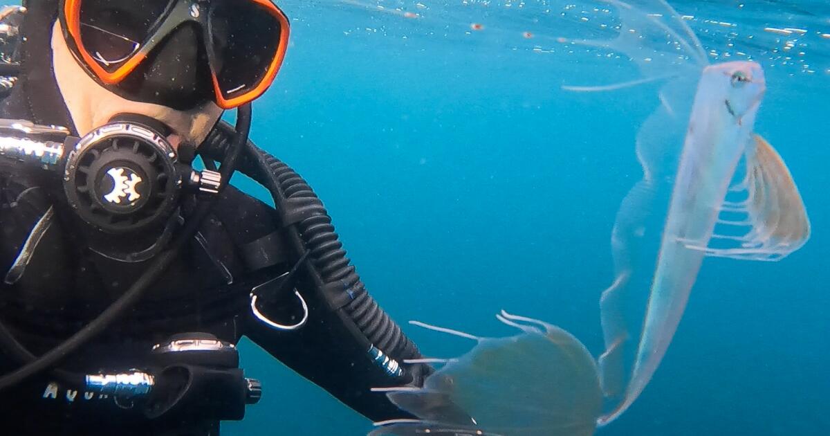 California diver documents close encounter with deep-sea fish