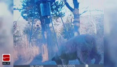 Bear scare in rural Sand Springs