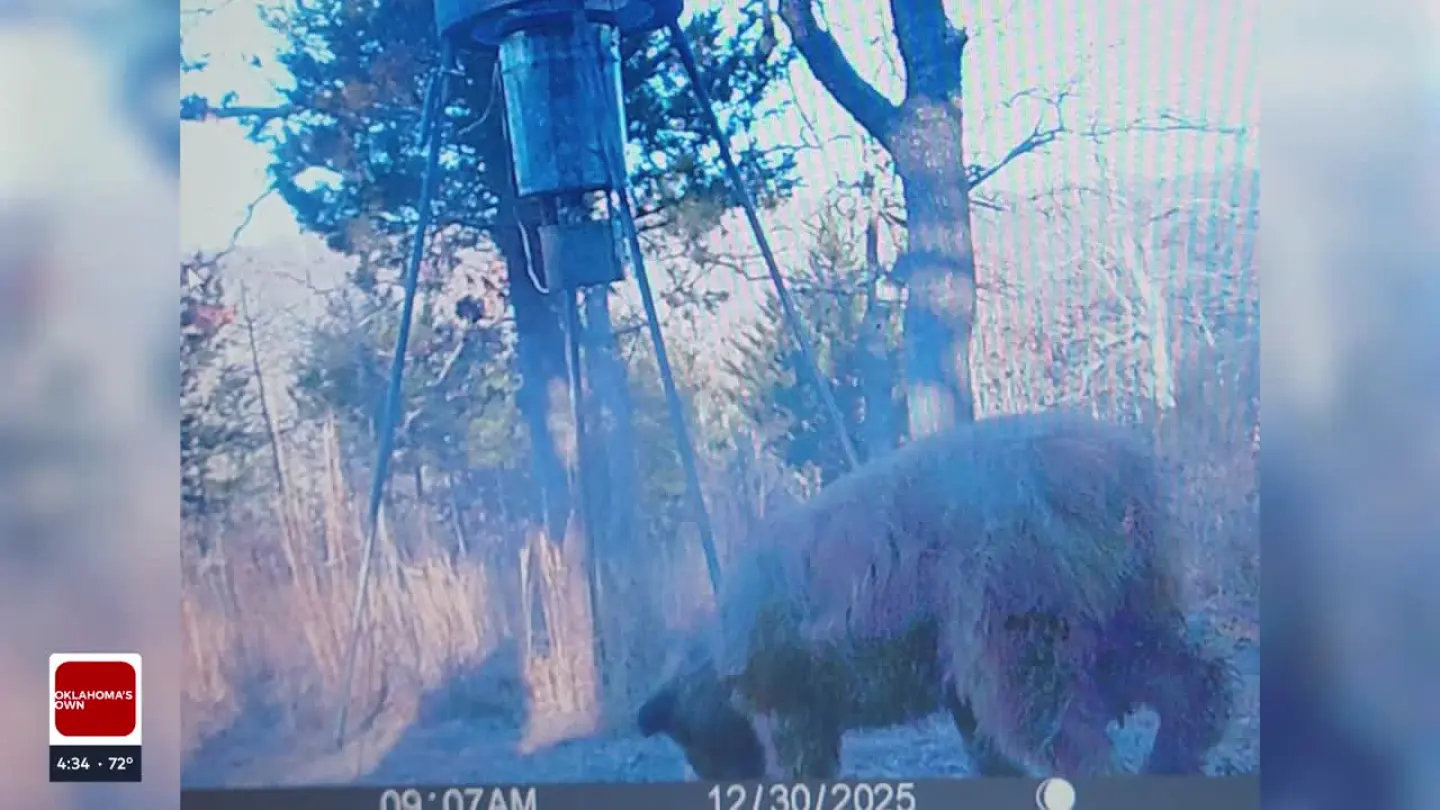 Bear scare in rural Sand Springs