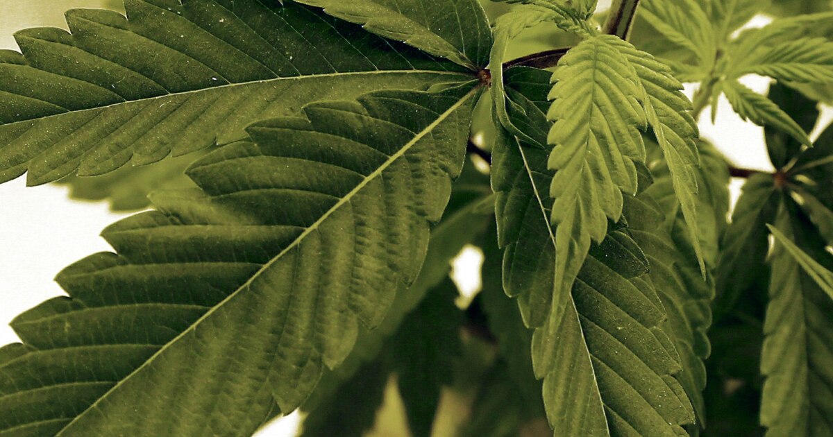 California rolled back cannabis tax, but LA businesses say they're still struggling