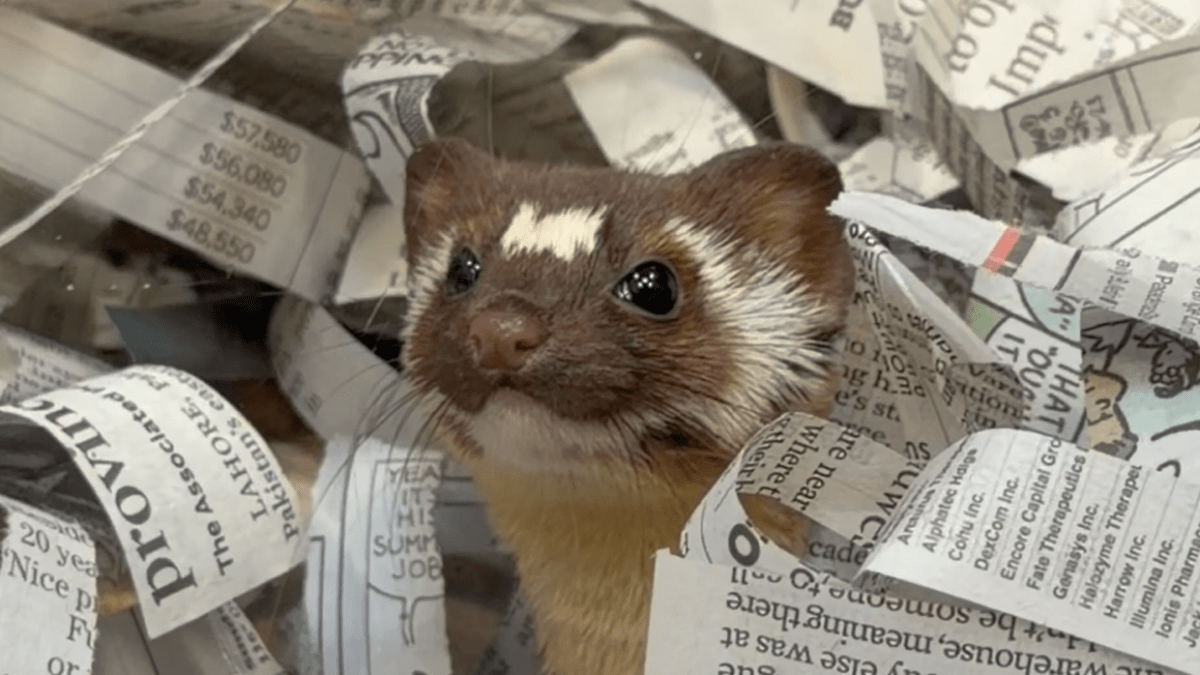 Weasel released back to San Diego wilderness after losing 2 toes in trap injury – NBC 7 San Diego