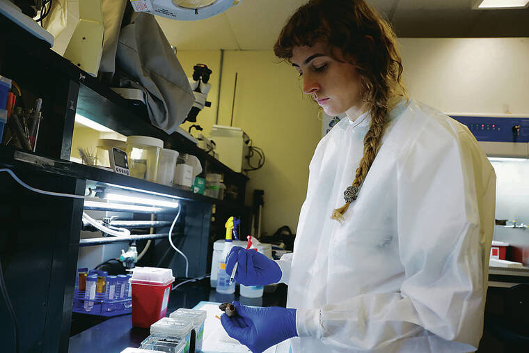 Virus to fight coconut rhinoceros beetle shows promising results