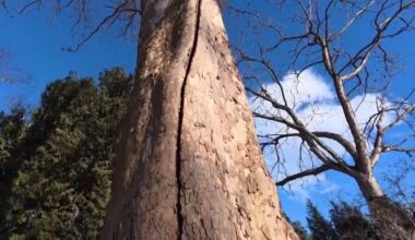 What’s causing 'exploding trees' in the Chicago area?