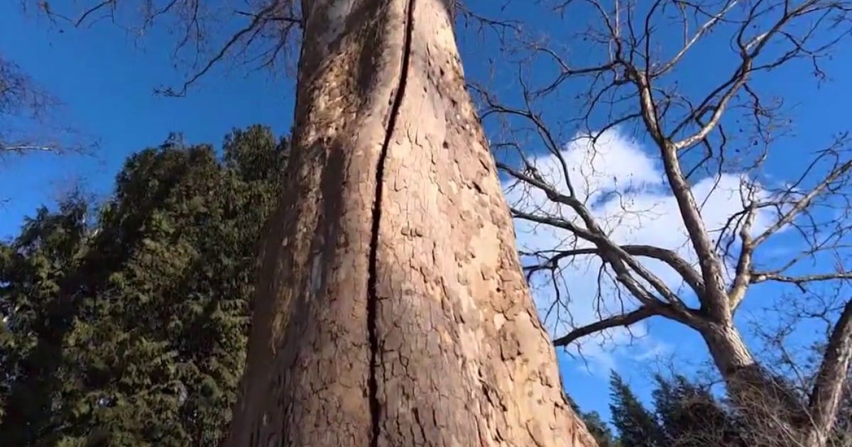 What’s causing 'exploding trees' in the Chicago area?