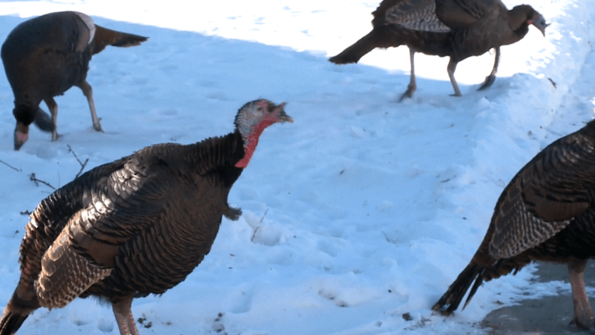 Wild turkeys wreak havoc in Janesville, Wisconsin – NBC Chicago