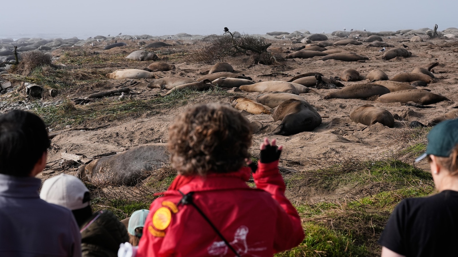 Elephant seals return to Año Nuevo State Park in California