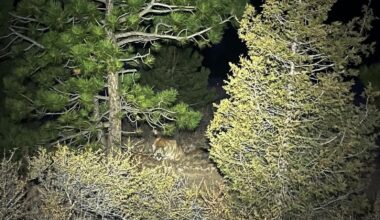 Man fought off a mountain lion weeks before a suspected fatal Colorado attack