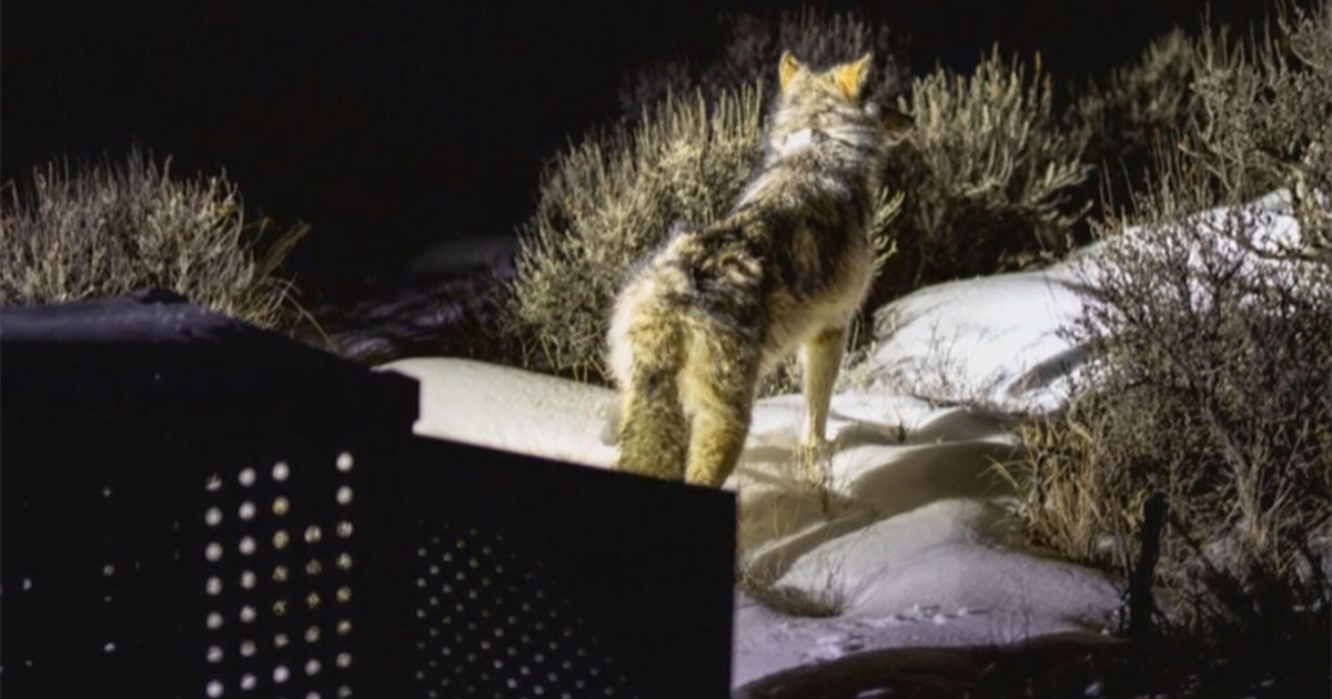 U.S. Fish and Wildlife Service threatens to take control of Colorado gray wolf reintroduction program