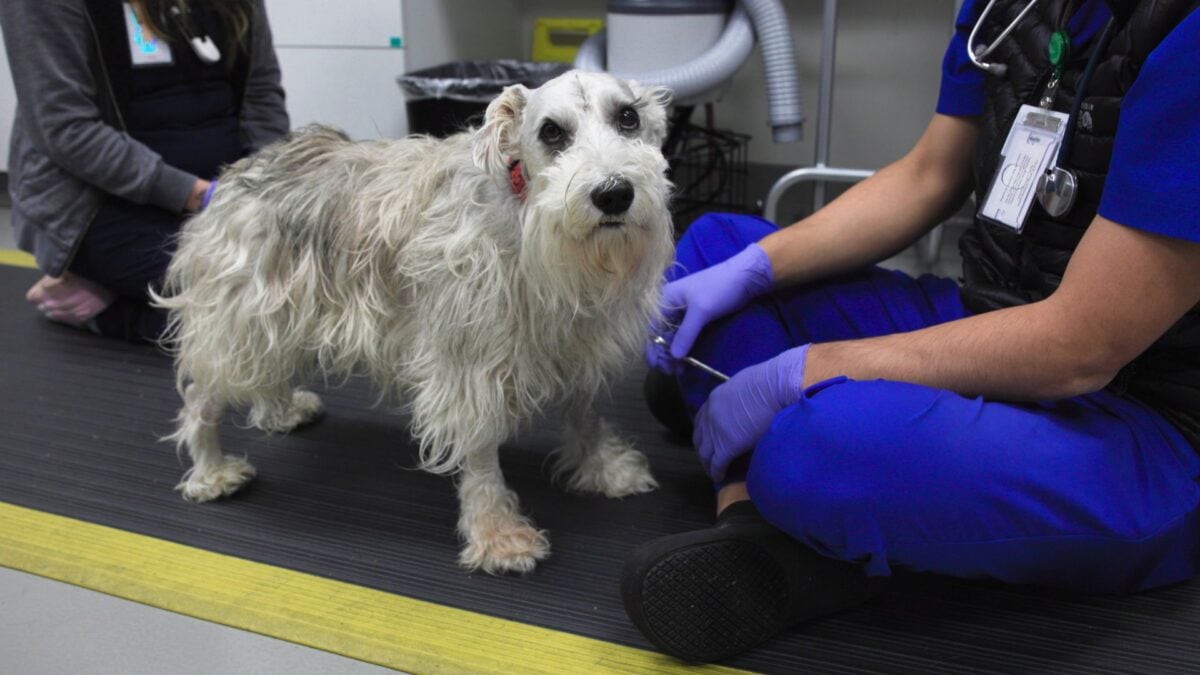 This Adorable Good Boy Just Got Rare, Life-Saving Brain Surgery