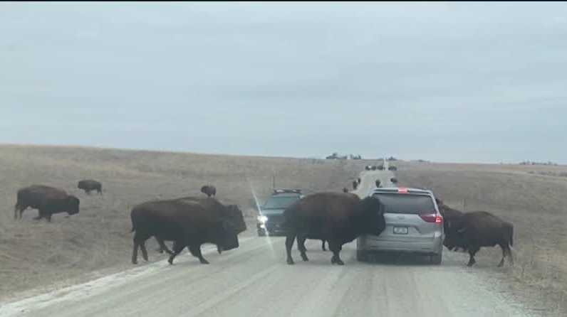 Bison surround car during close encounter at Neal Smith refuge