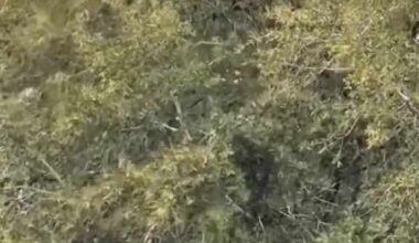 Snow flurries on Jacksonville's Northside