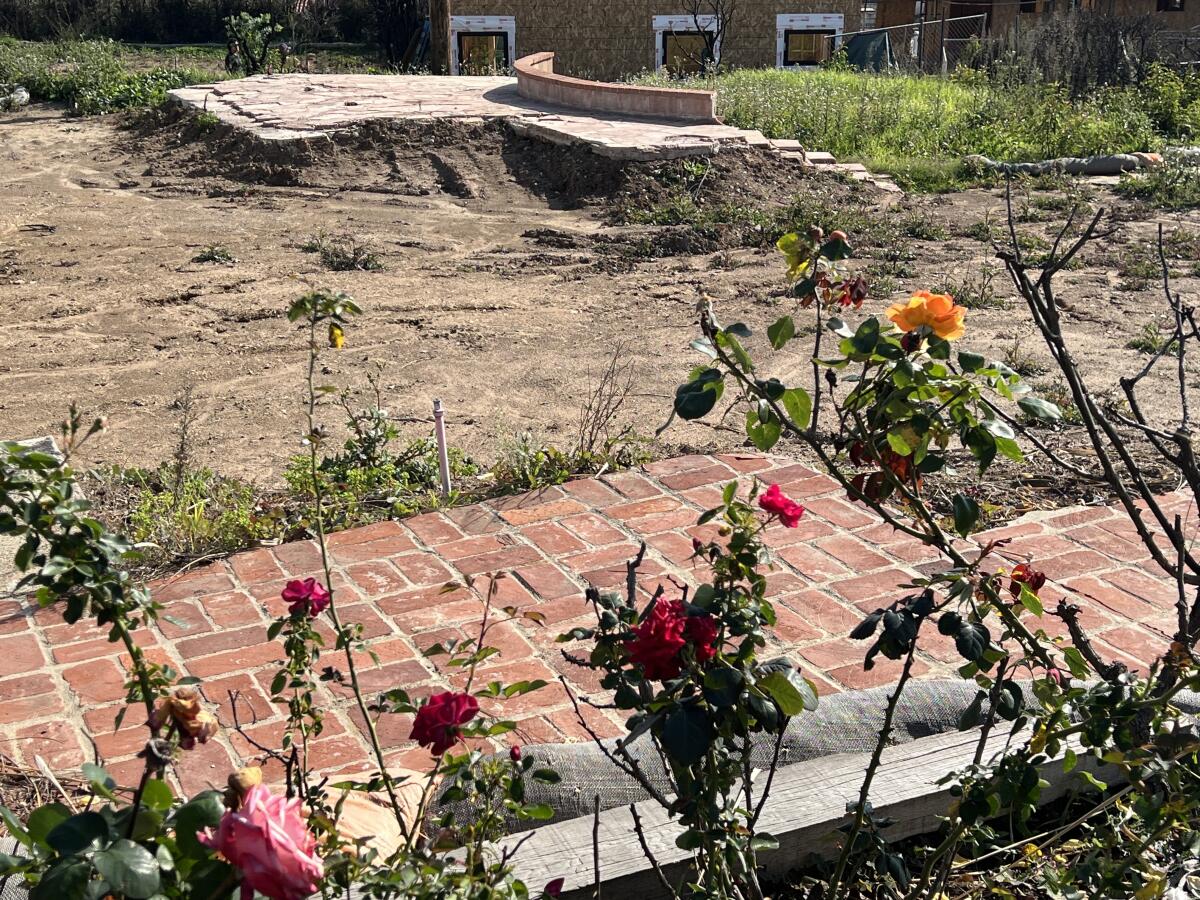 Roses bloom on the edge of a burned, scraped property in Pacific Palisades.