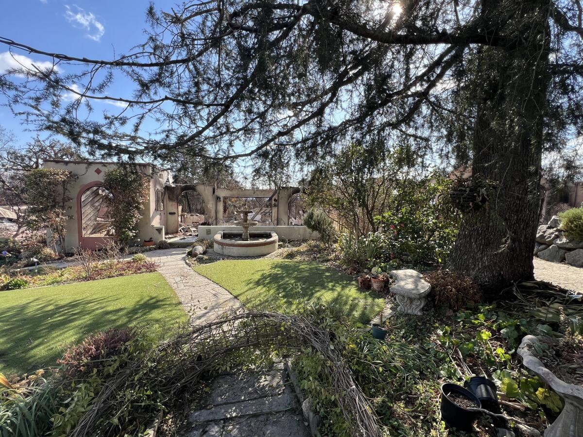 A green, clean front yard and large deodar cedar stand untouched in front of a house destroyed by fire. 