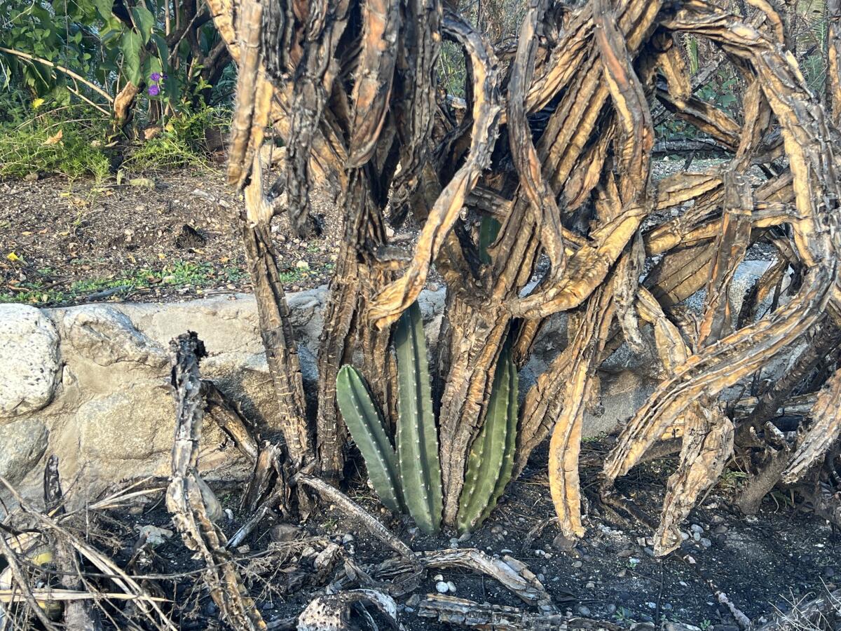 New green shoots sprout from the ashes below a desiccated giant cactus with long tangled arms. 