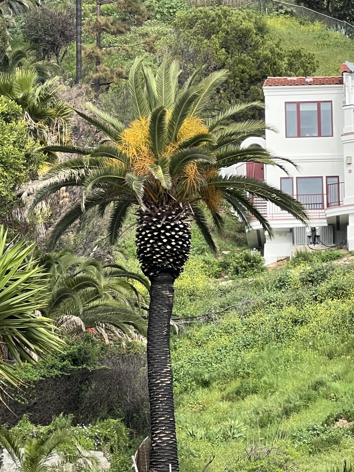 A tall date palm with healthy foliage and flowers, sprouting from a deeply blackened trunk.