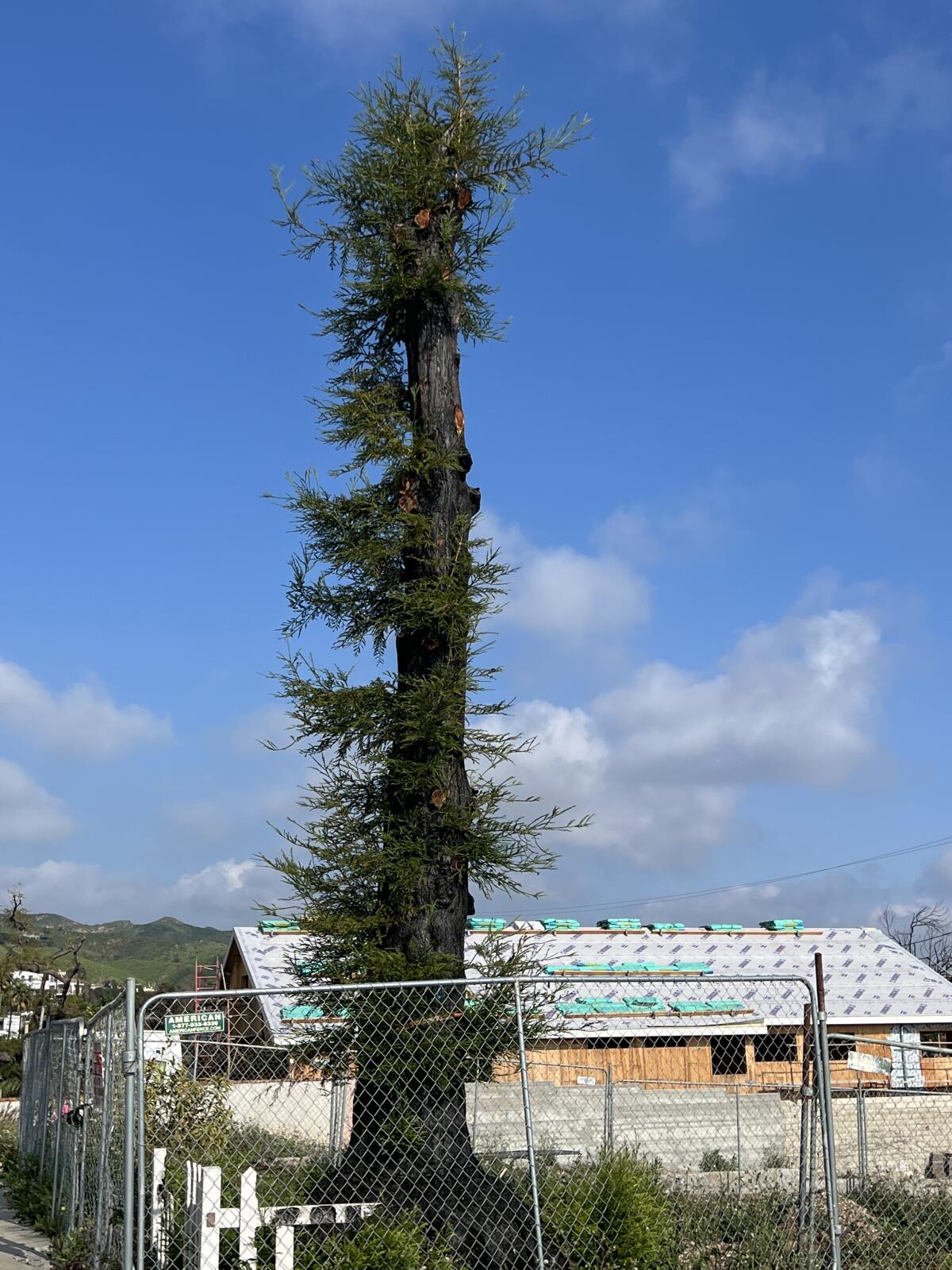 A tall blackened cedar tree with its limbs removed sprouting new green growth. 