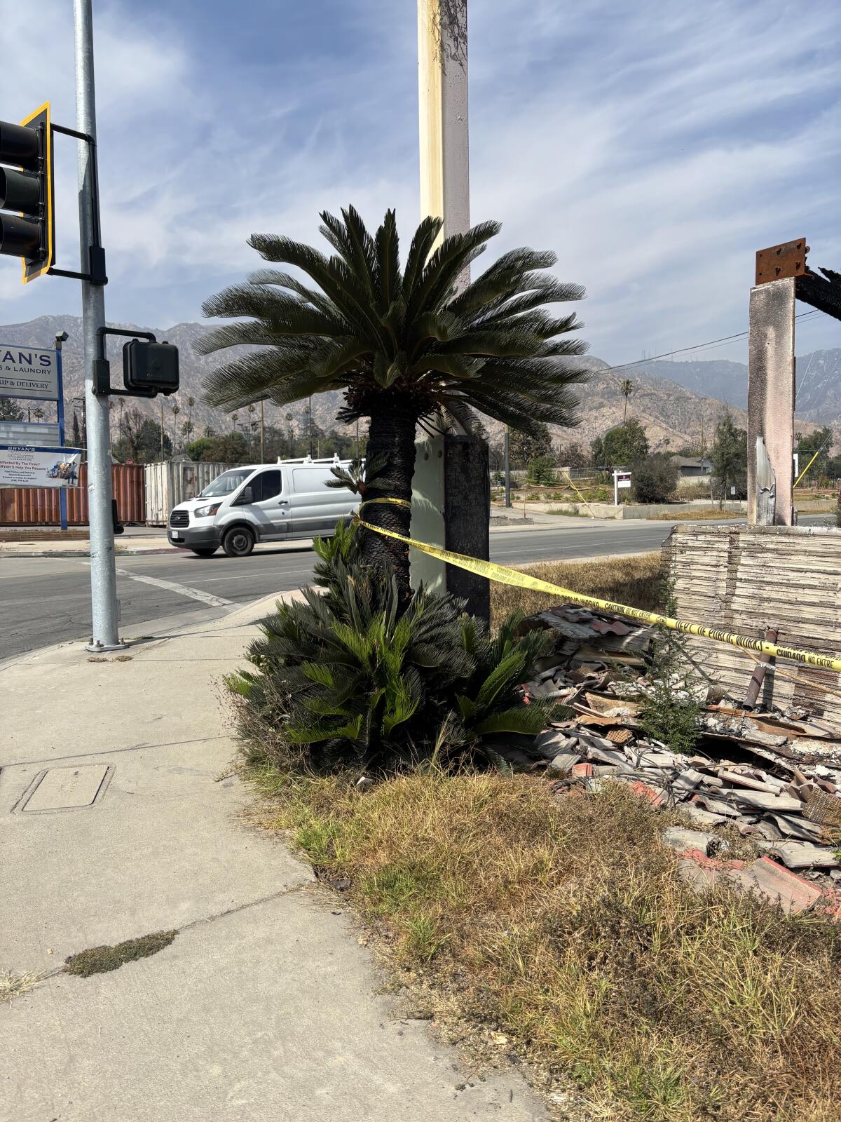 A fire-blackened cycad known as a sago palm sprouting vibrant new growth at the corner of a city street.